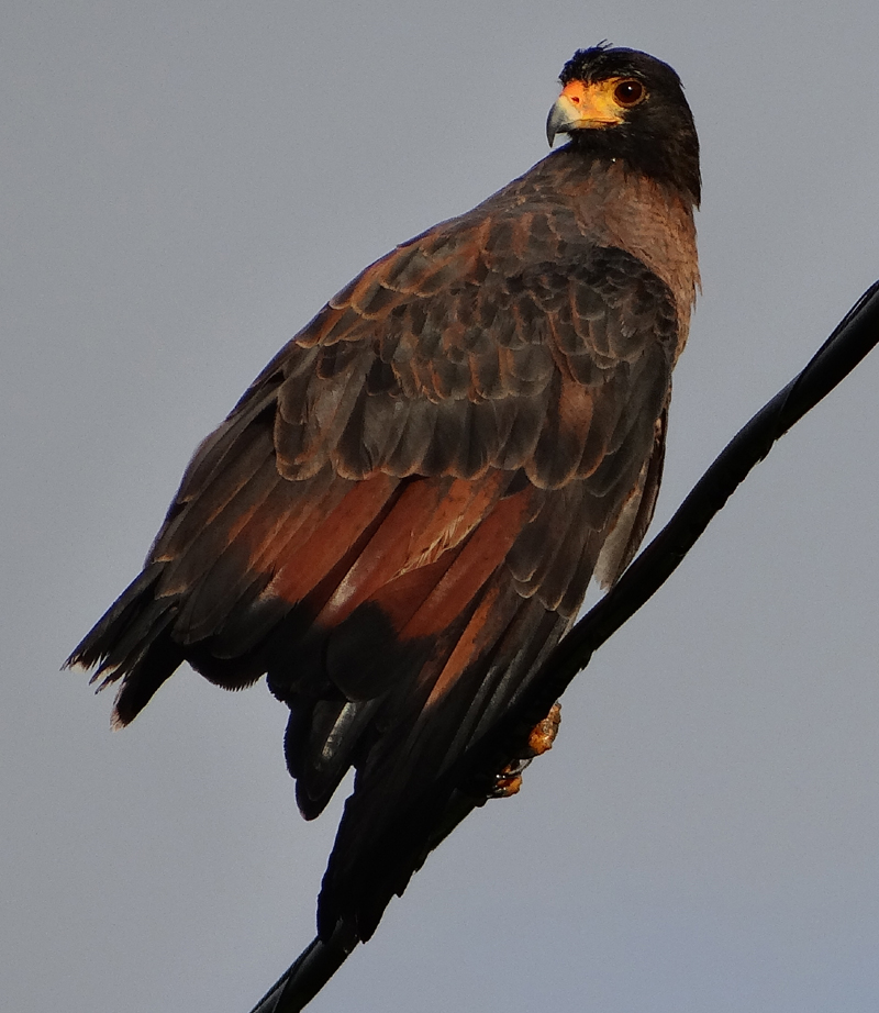 Rufous Crab Hawk 