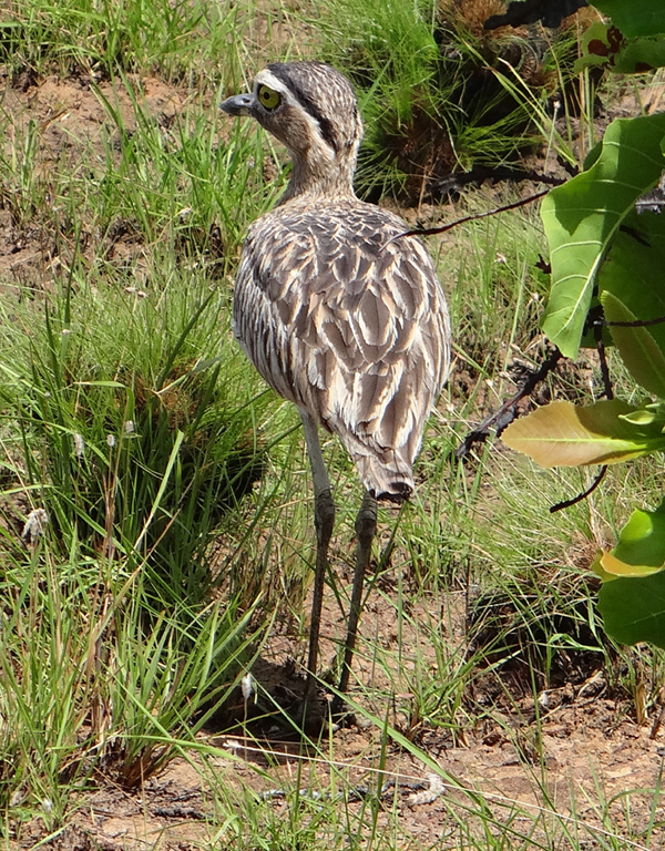 Double-striped Thick-knee