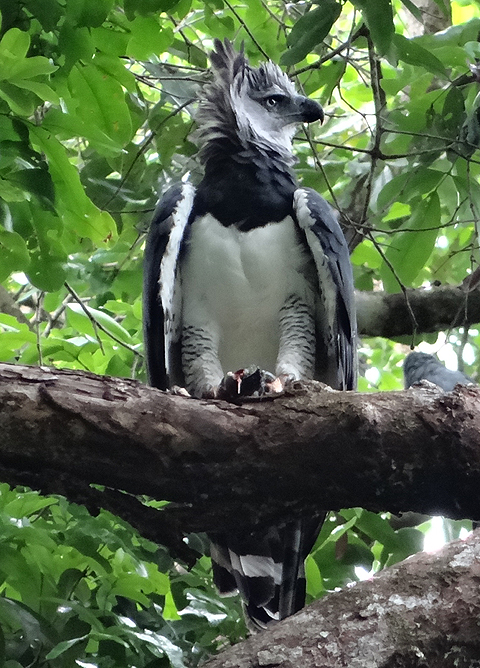 Harpy Eagle. Photo by Gina Nichol. 