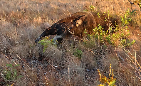 Giant Anteater with baby. Photo by Gina Nichol.