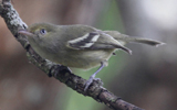 Jamaican Vireo 