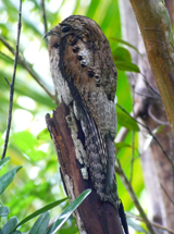 Northern Potoo