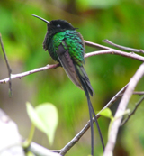 Black-billed Streamertail