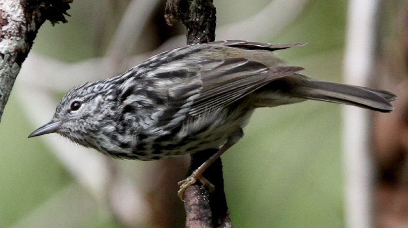 Arrowhead Warbler