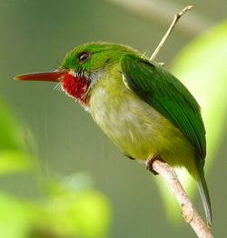 Jamaican Tody. Photo  Gina Nichol 