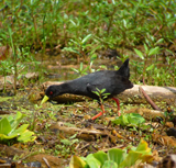 Black Crake