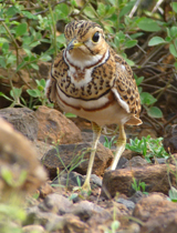 Hueglin's Courser