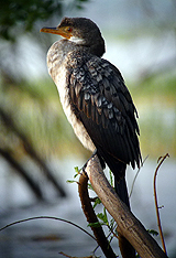 Long-tailed Cormorant