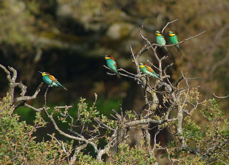 European Bee-eaters 