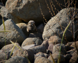 Eurasian Nightjar