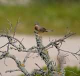 Subalpine Warbler