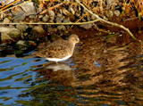 Temminck's Stint