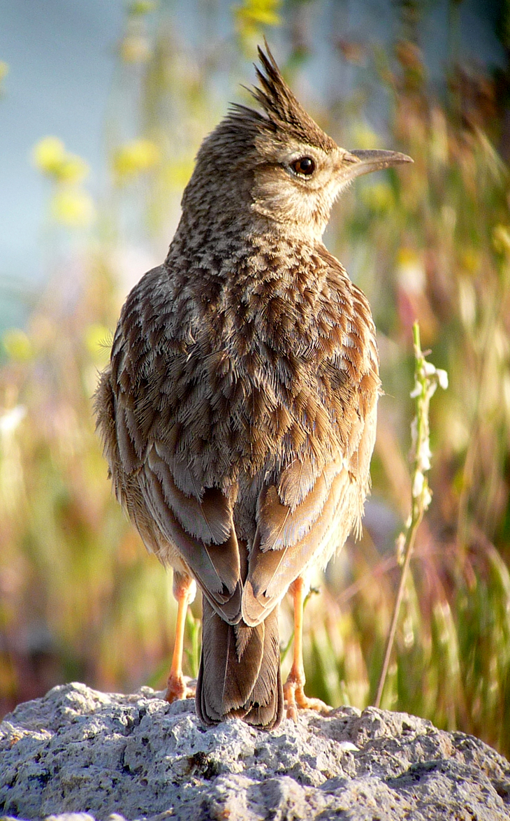 Crested Lark 