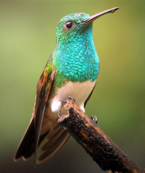 Snowy-bellied Hummingbird