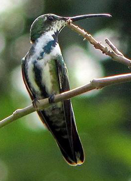 Veraguan Mango. Photo by Diego Calderon