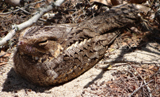 Madagascar Nightjar