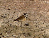 Madagascar Plover