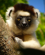 Verreaux's Sifaka