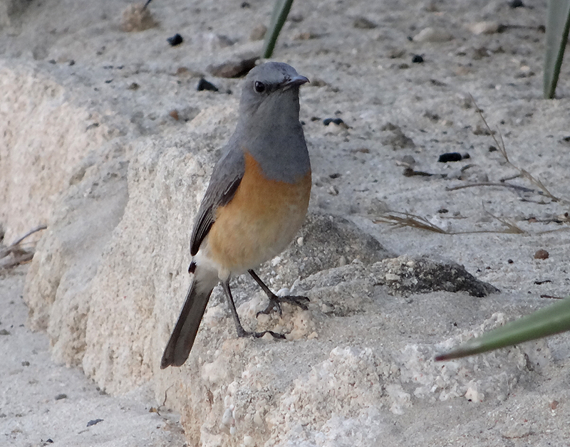 Littoral Rock Thrush 