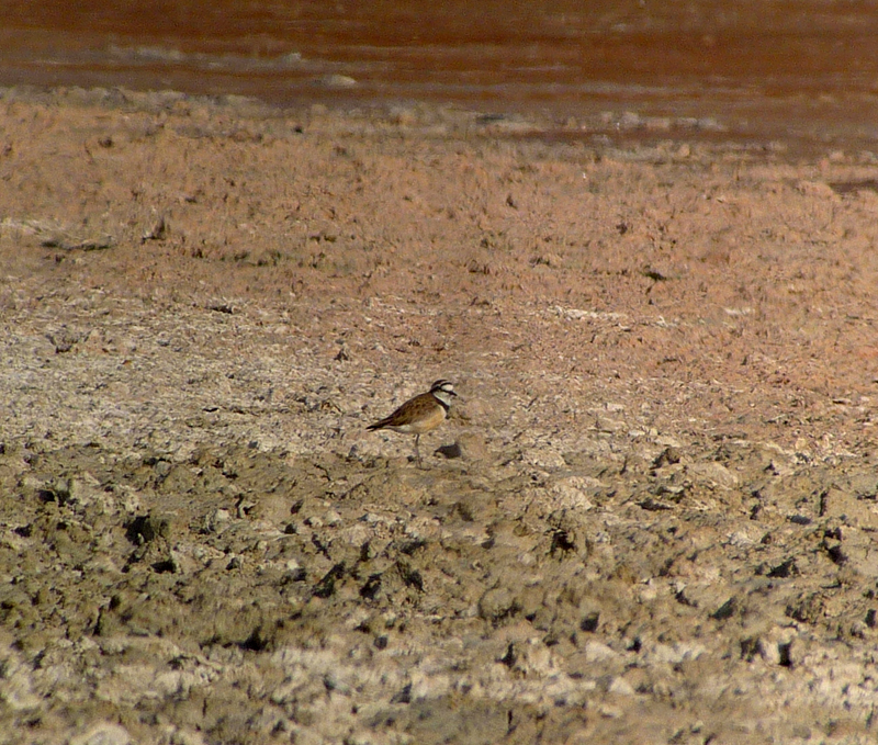 Madagascar Plover 