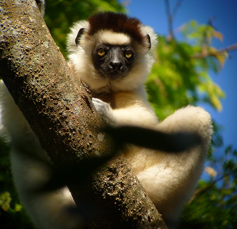 Verreaux's Sifaka