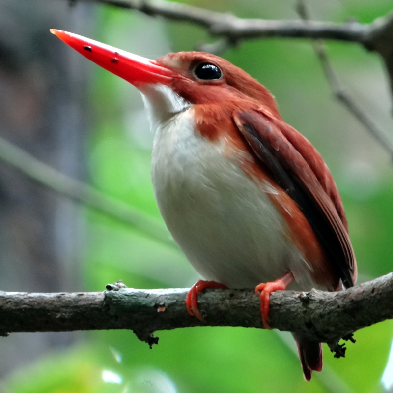 Madagascar Pygmy Kingfisher 