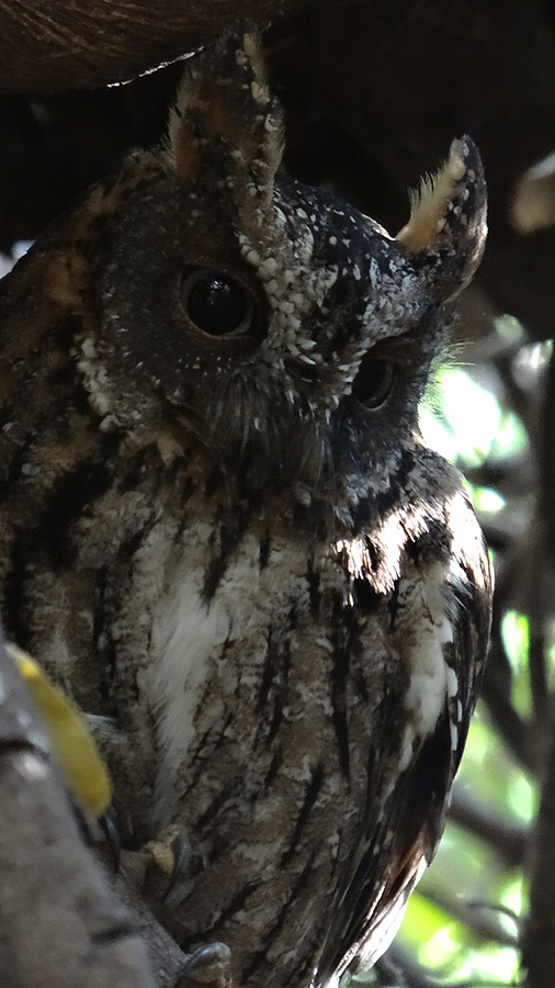 Torotoroka Scops Owl 