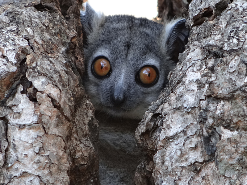 White-footed Sportive Lemur