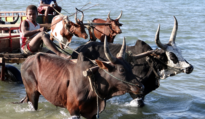 Zebu Cart 