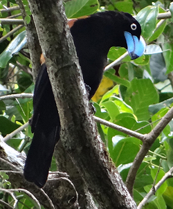 Helmet Vanga. Photo by Gina Nichol.