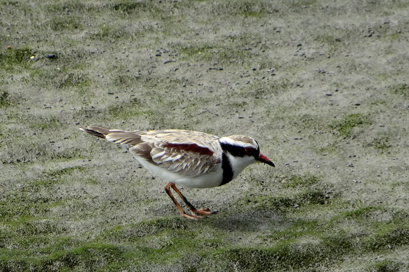 Black-fronted Dotterel