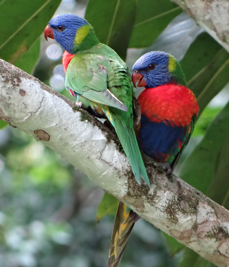 RAINBOW LORIKEETS 