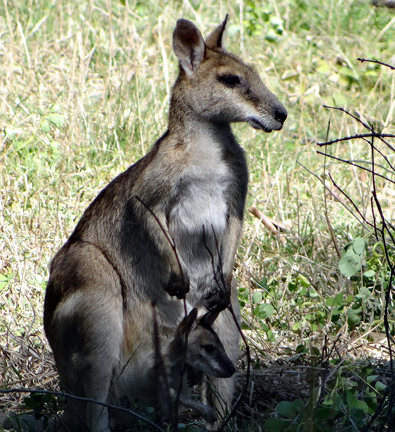 AGILE WALLABY with JOEY 