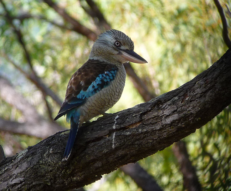 Blue-winged Kookaburra 