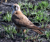 Brown Falcon