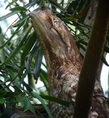 Papuan Frogmouth