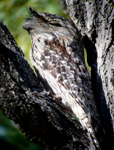 Tawny Frogmouth