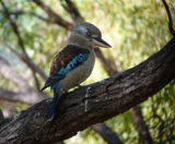 Blue-winged Kookaburra