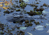 Estuarine Crocodile