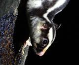 Striped Possum