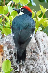 Acorn Woodpecker