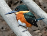 American Pygmy Kingfisher