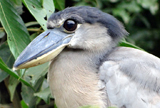 Boat-billed Heron