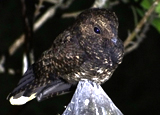 Dusky Nightjar