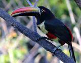 Fiery-billed Aracari