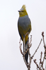 Long-tailed Silky Flycatcher