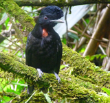 Bare-necked Umbrellabird