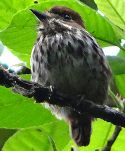 Lanceolated Monklet