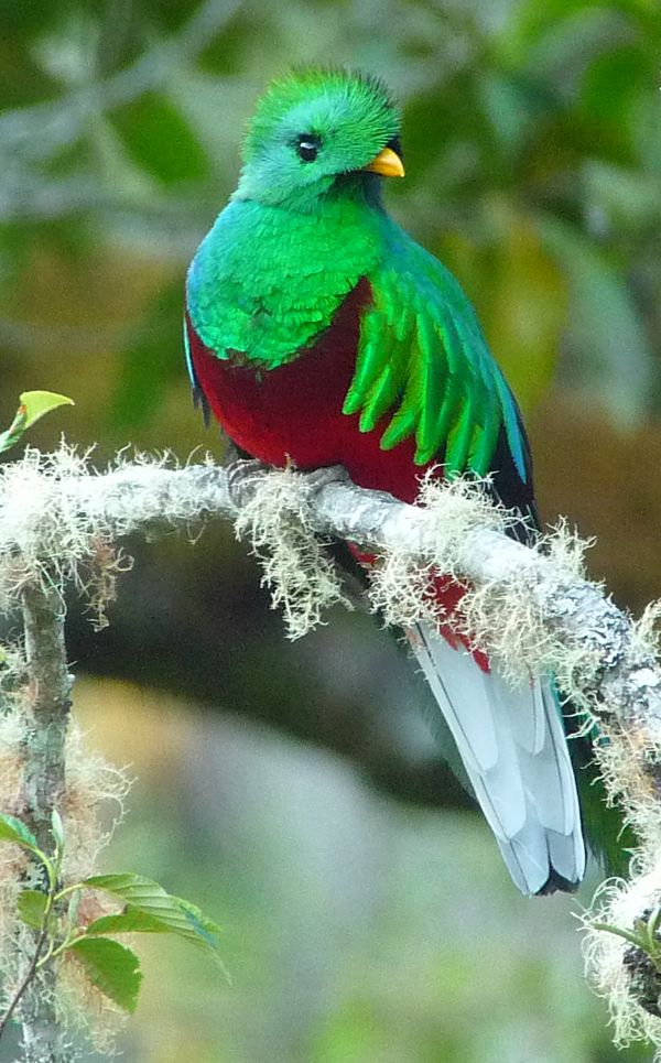 Resplendent Quetzal 