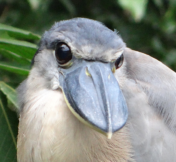 Boat-billed Heron 